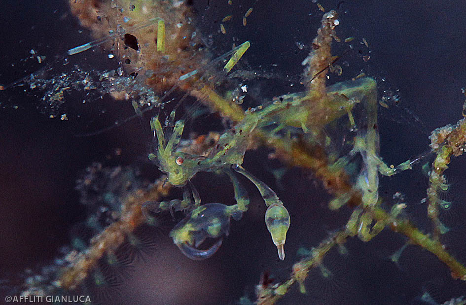 Caprellidae in Banda Sea with Pindito