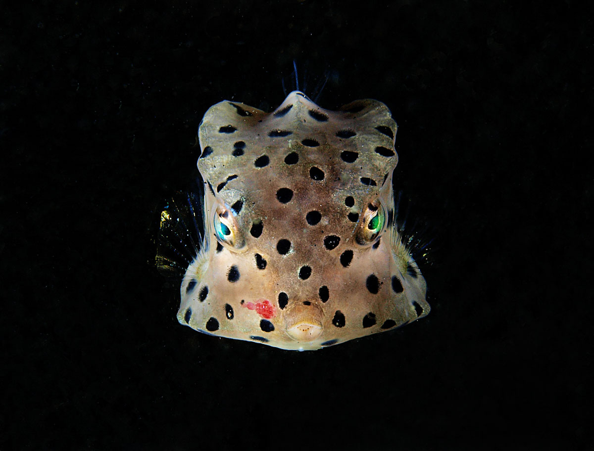 Ostraciidae in Banda Sea with Pindito