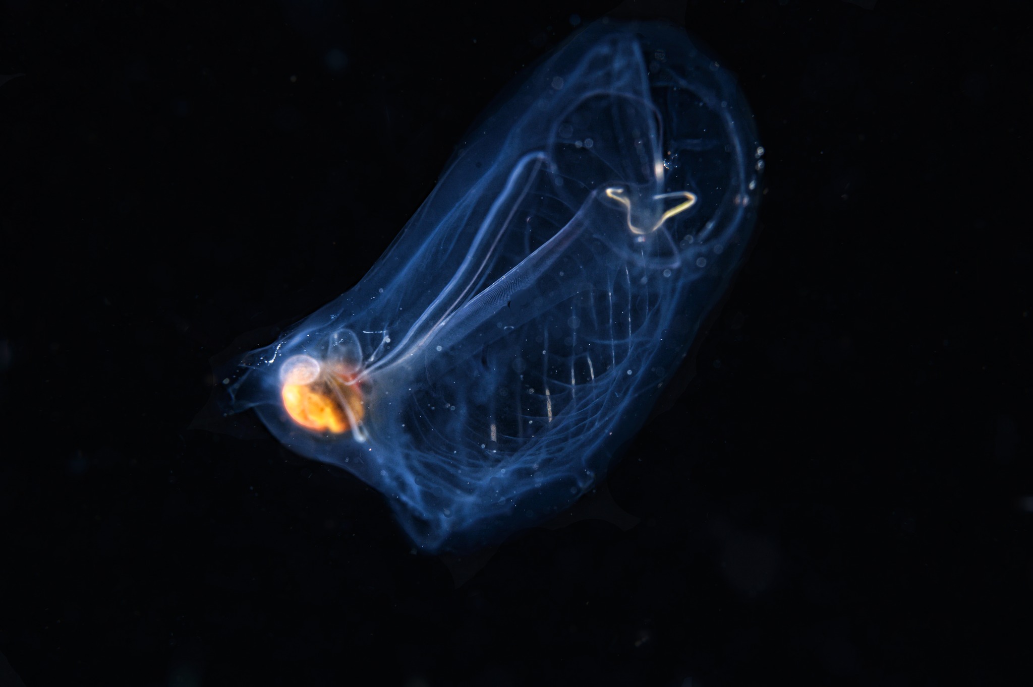 Black water dive in Raja Ampat with Pindito