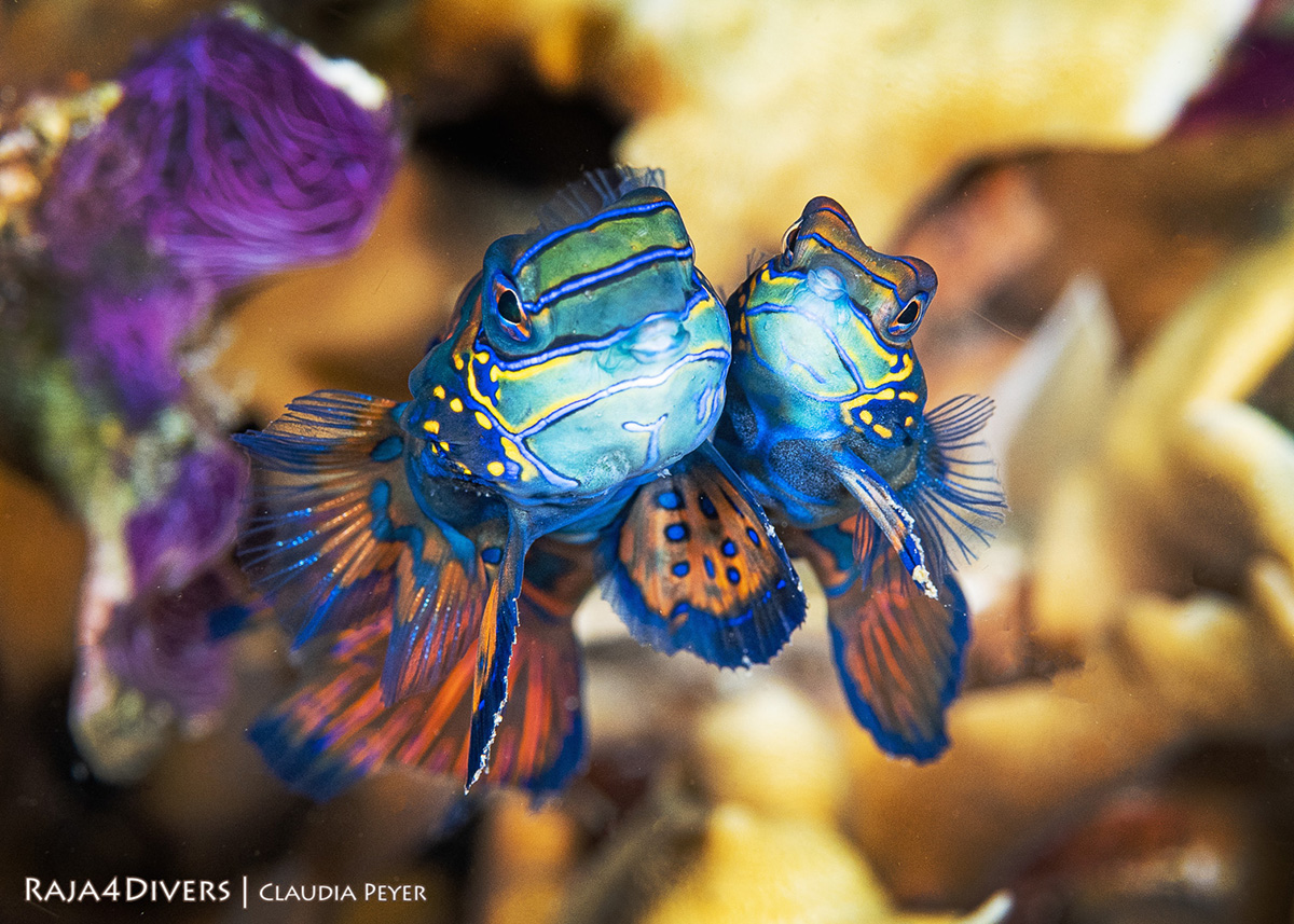 Mandarin fish couple at Raja 4 Divers Resort
