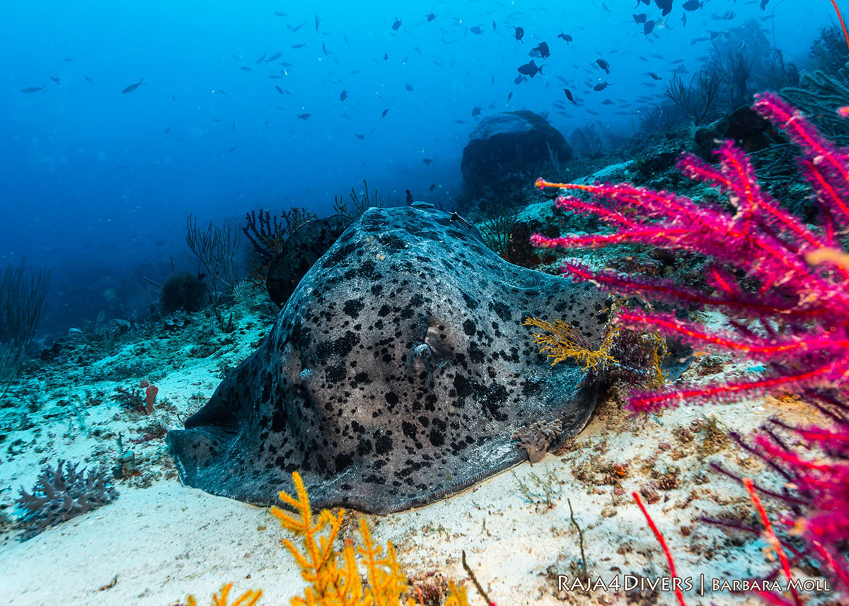 Marbled stringray at Raja 4 Divers Resort
