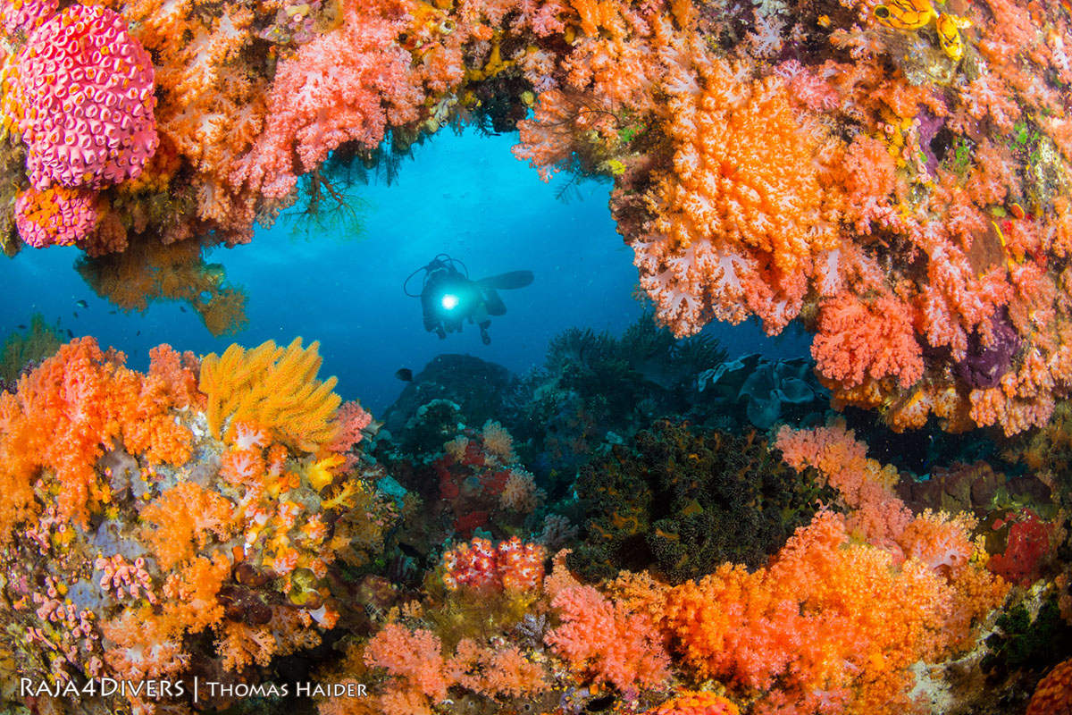 Soft coral and diver at Raja 4 Divers Resort
