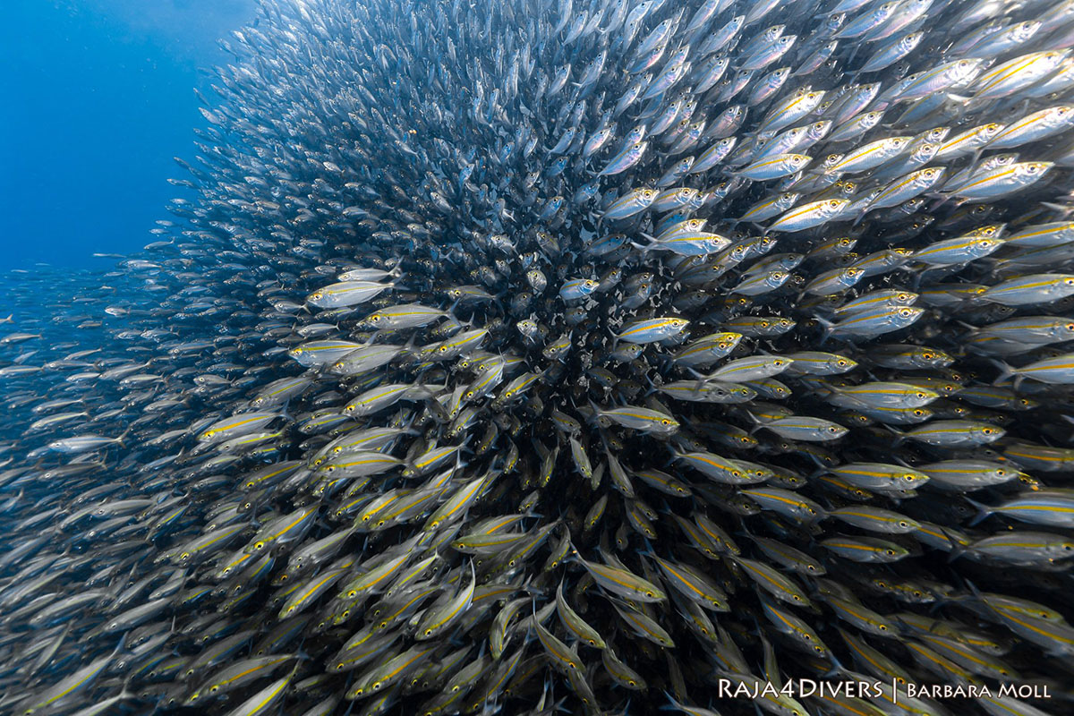 Oxeye scads at Raja 4 Divers Resort

