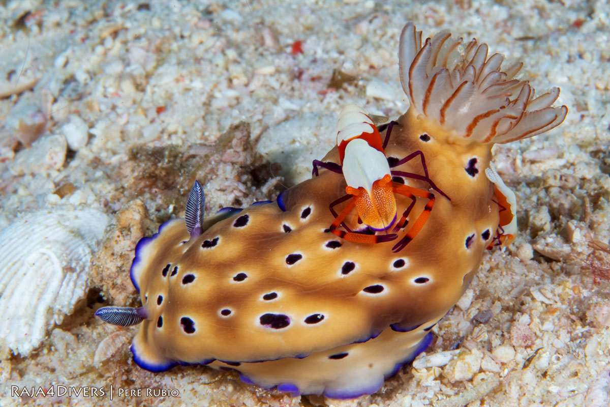 Periclimenes imperator shrimp on nudibranch at Raja 4 Divers Resort
