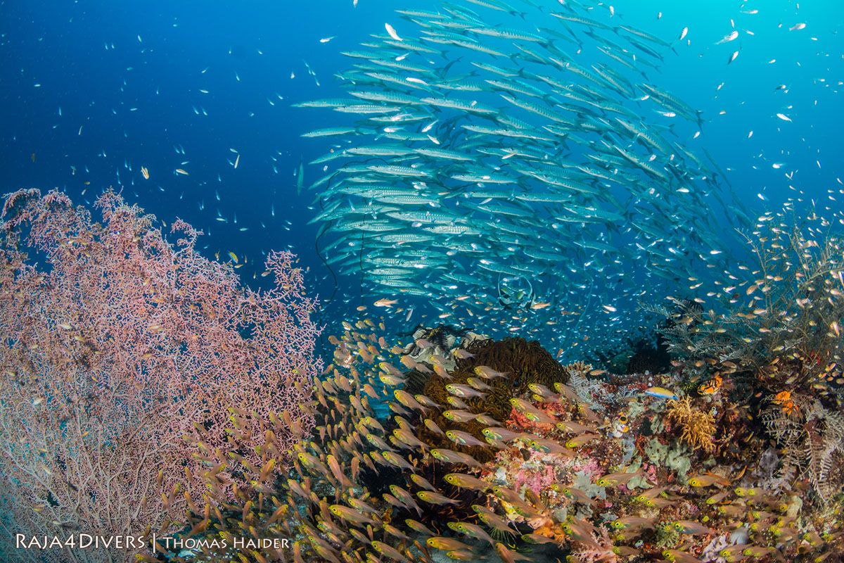 Barracuda reef at Raja 4 Divers Resort
