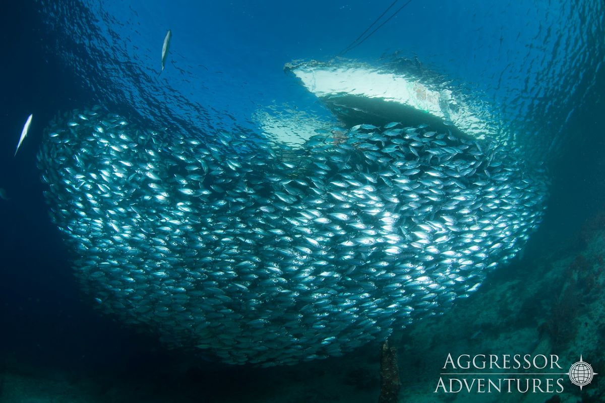 Dive cruises with Raja Ampat Aggressor
