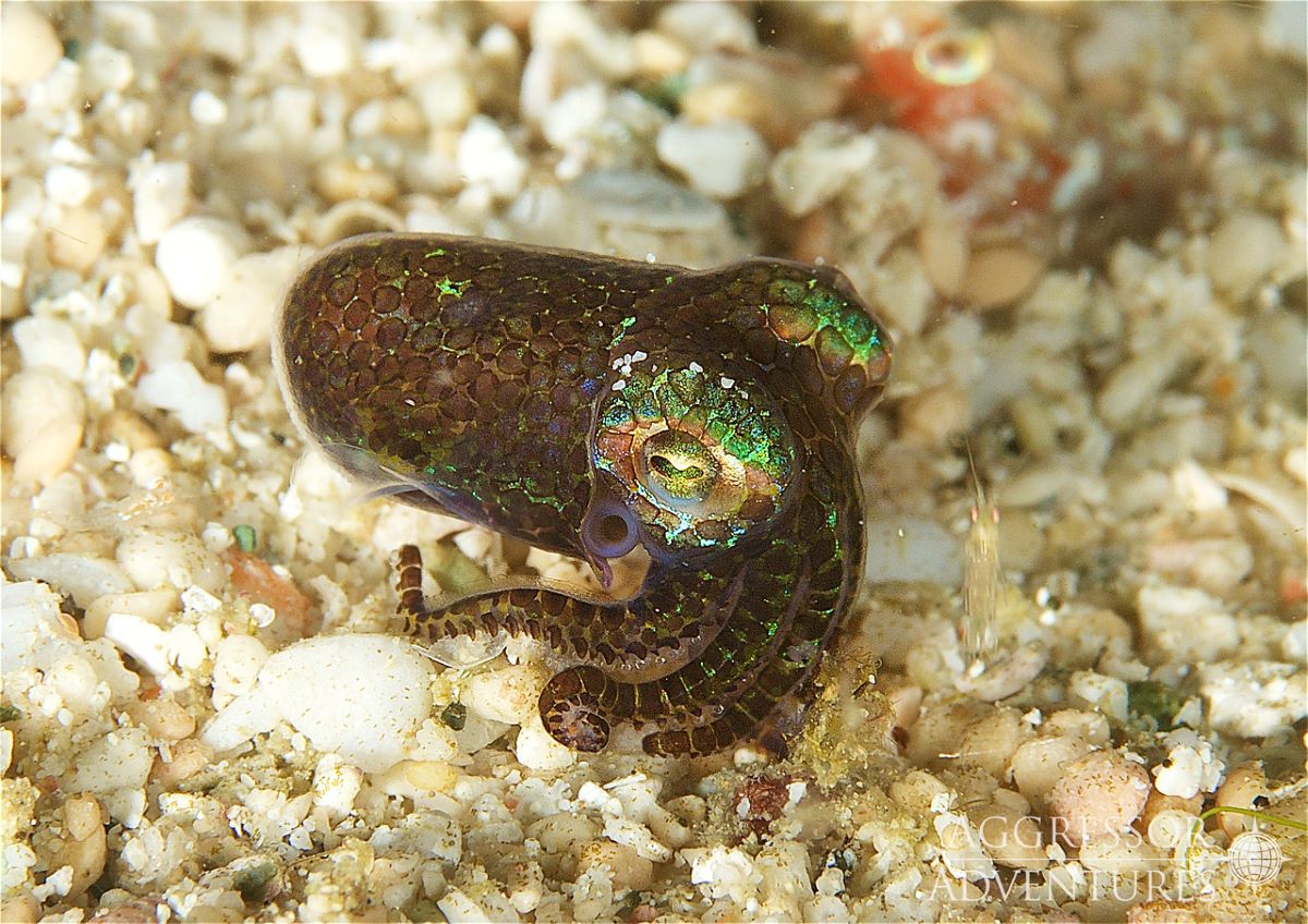 Dive cruises with Raja Ampat Aggressor

