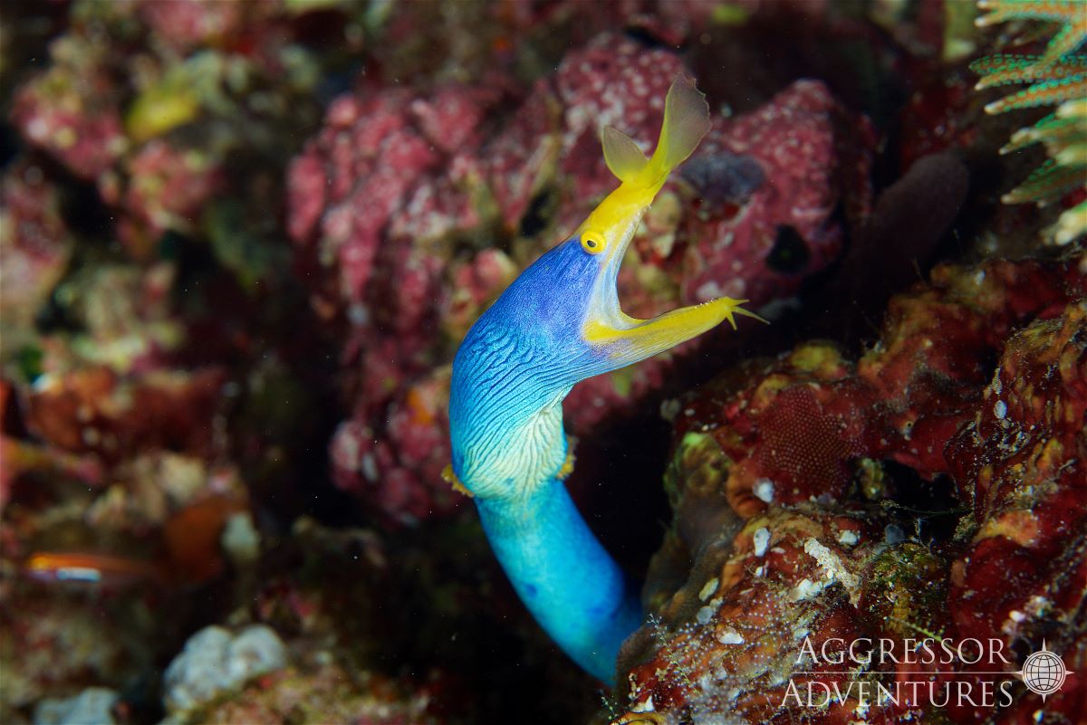 Dive cruises with Raja Ampat Aggressor
