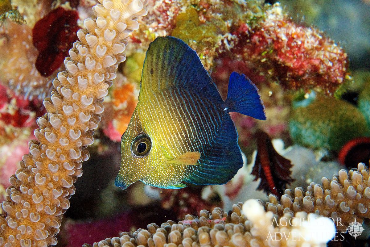 Dive cruises with Raja Ampat Aggressor
