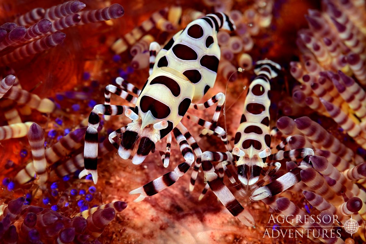 Dive cruises with Raja Ampat Aggressor
