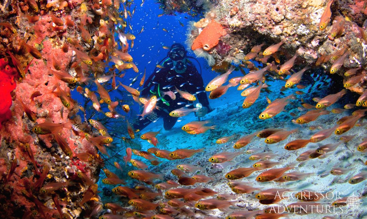 Dive cruises with Raja Ampat Aggressor

