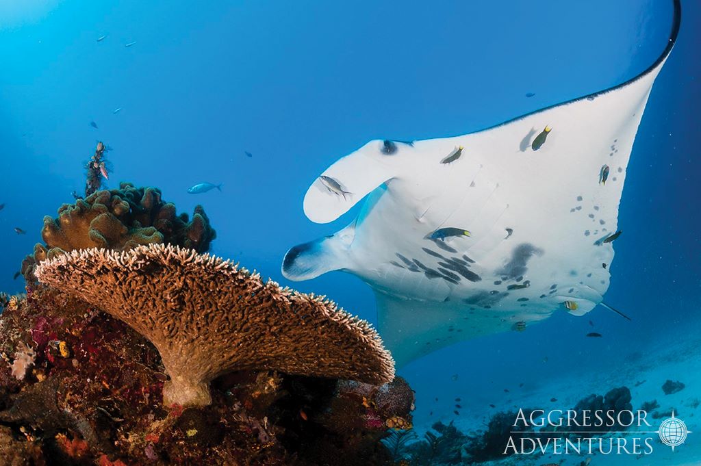 Dive cruises with Raja Ampat Aggressor

