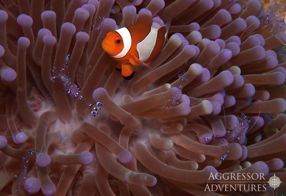 Dive cruises with Raja Ampat Aggressor
