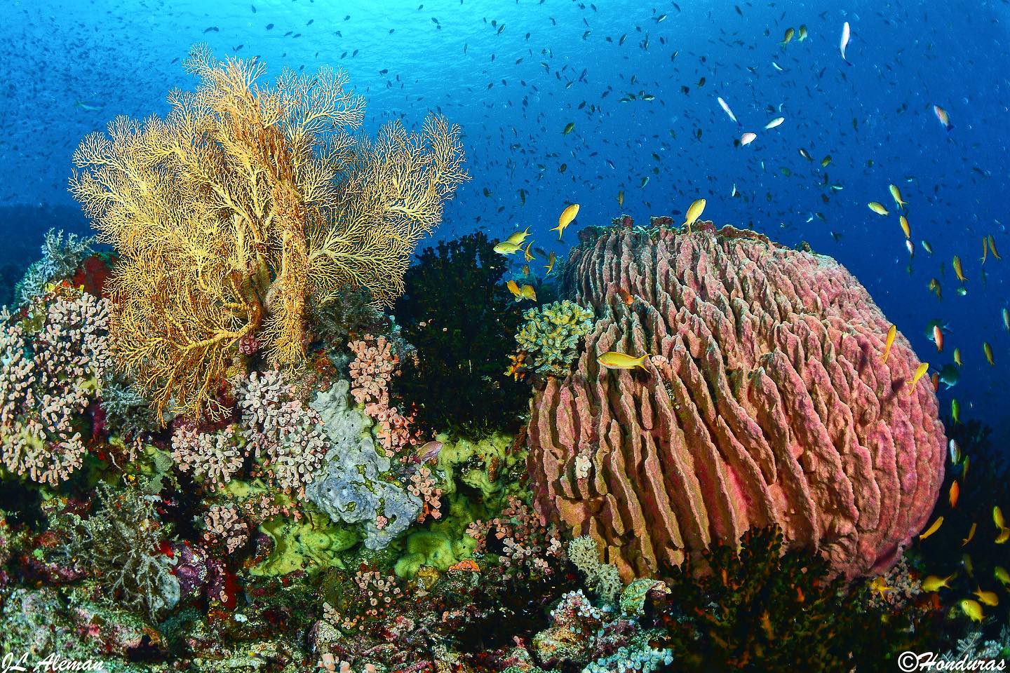 Sorong-Bitung dive cruise