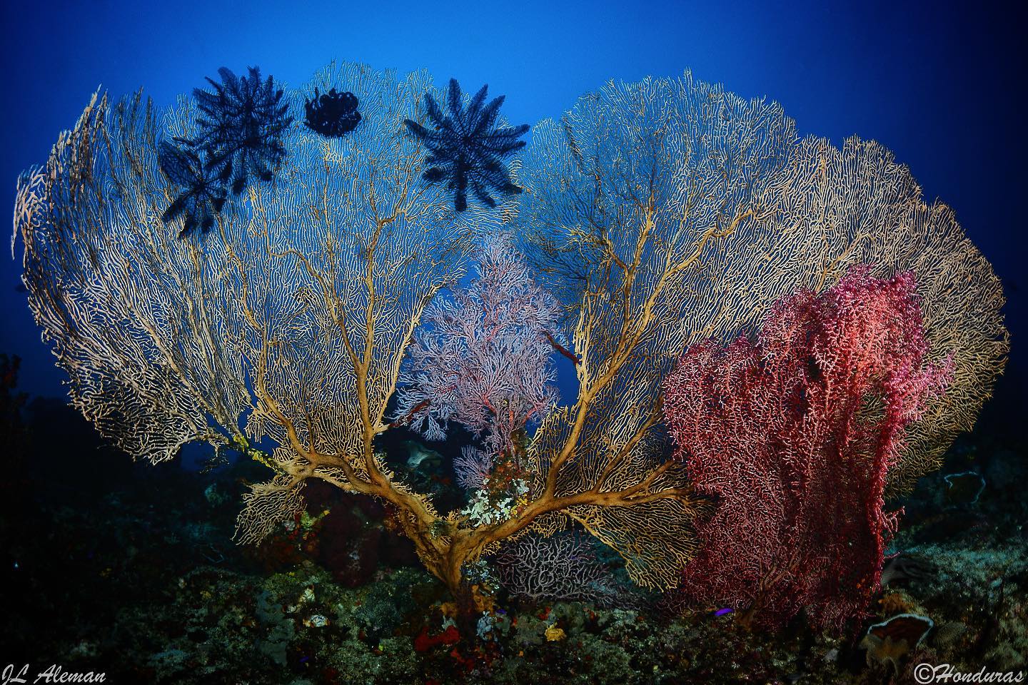 Sorong-Ternate dive cruise