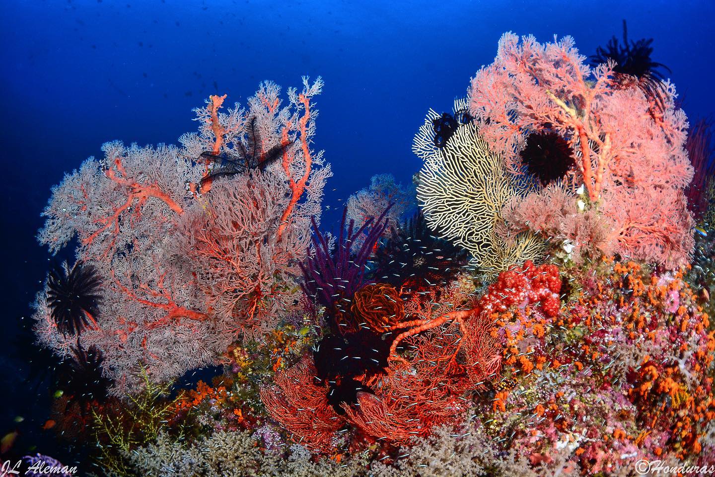 Sorong-Bitung dive cruise
