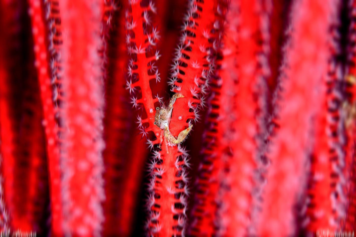 Raja Ampat-Halmahera dive cruise