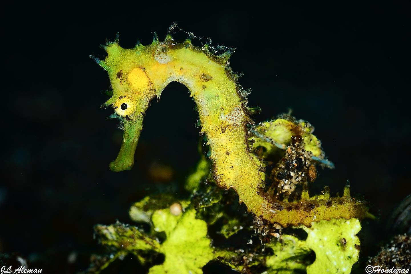 Raja Ampat-Halmahera dive 