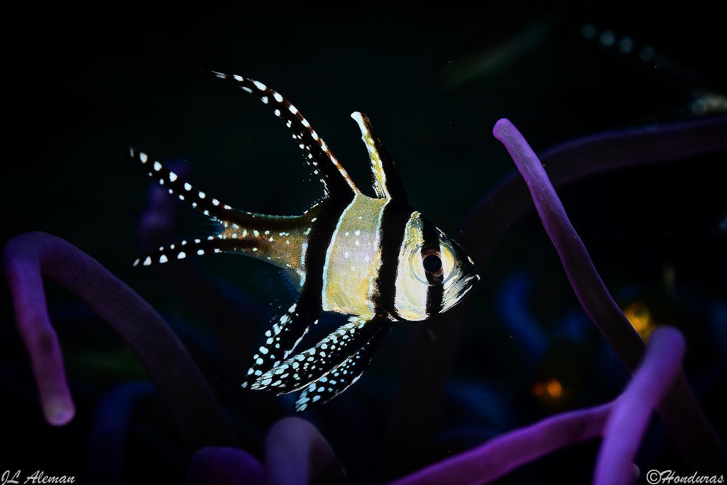 Sorong-Bitung dive cruise
