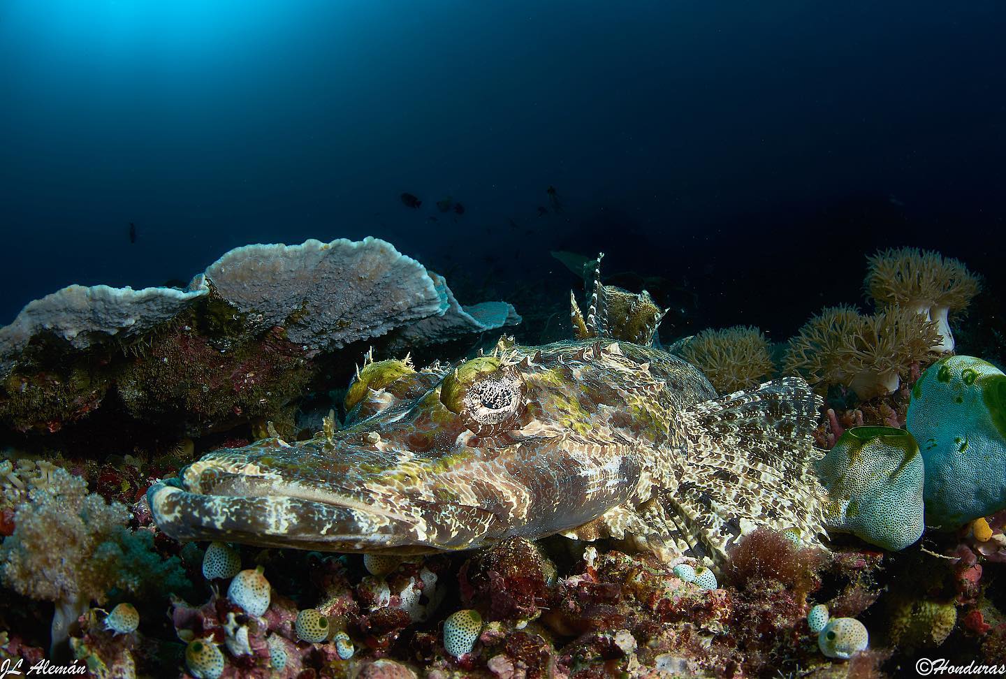 Raja Ampat-Halmahera dive cruise