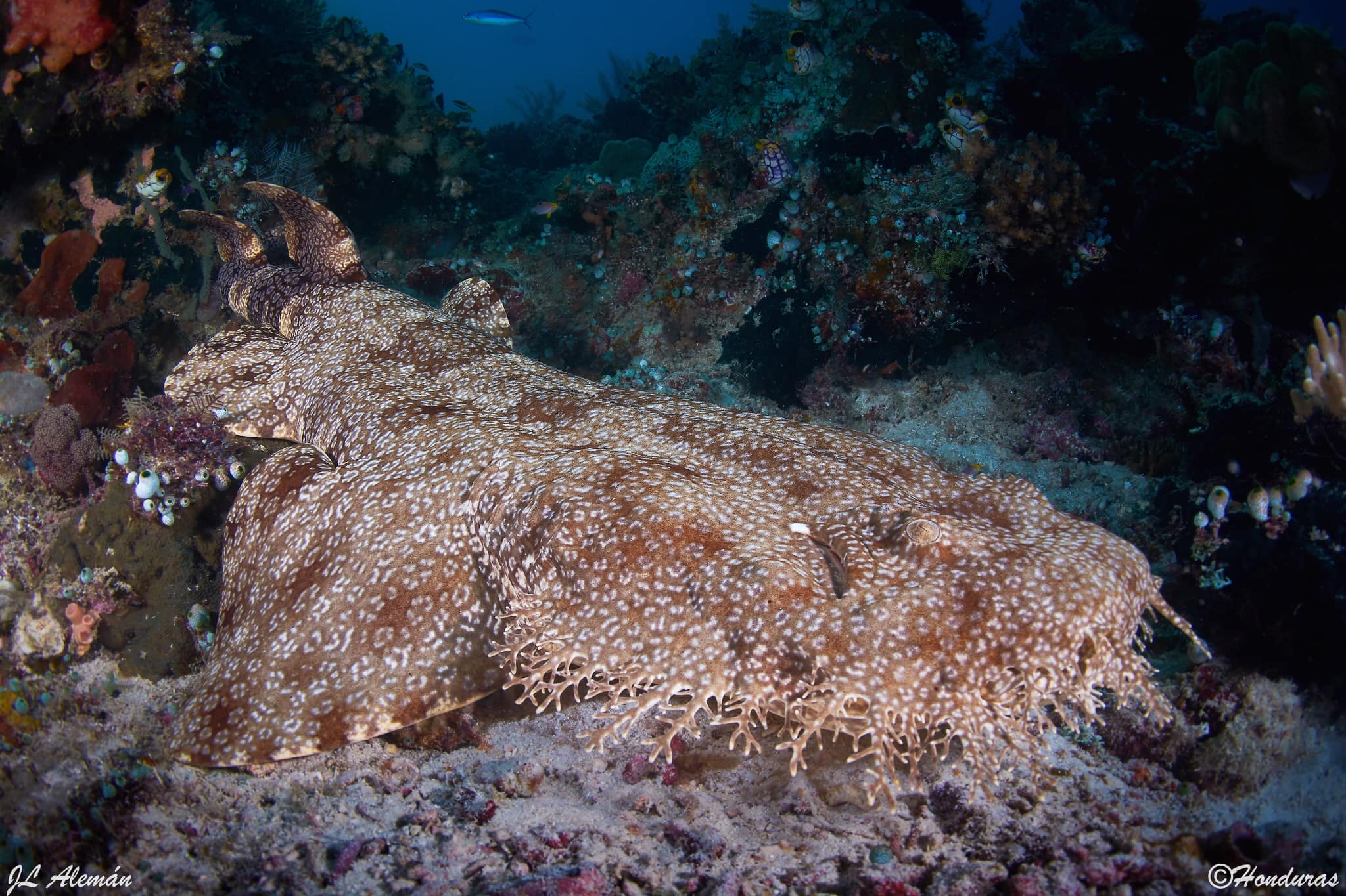 Raja Ampat-Ternate dive cruise