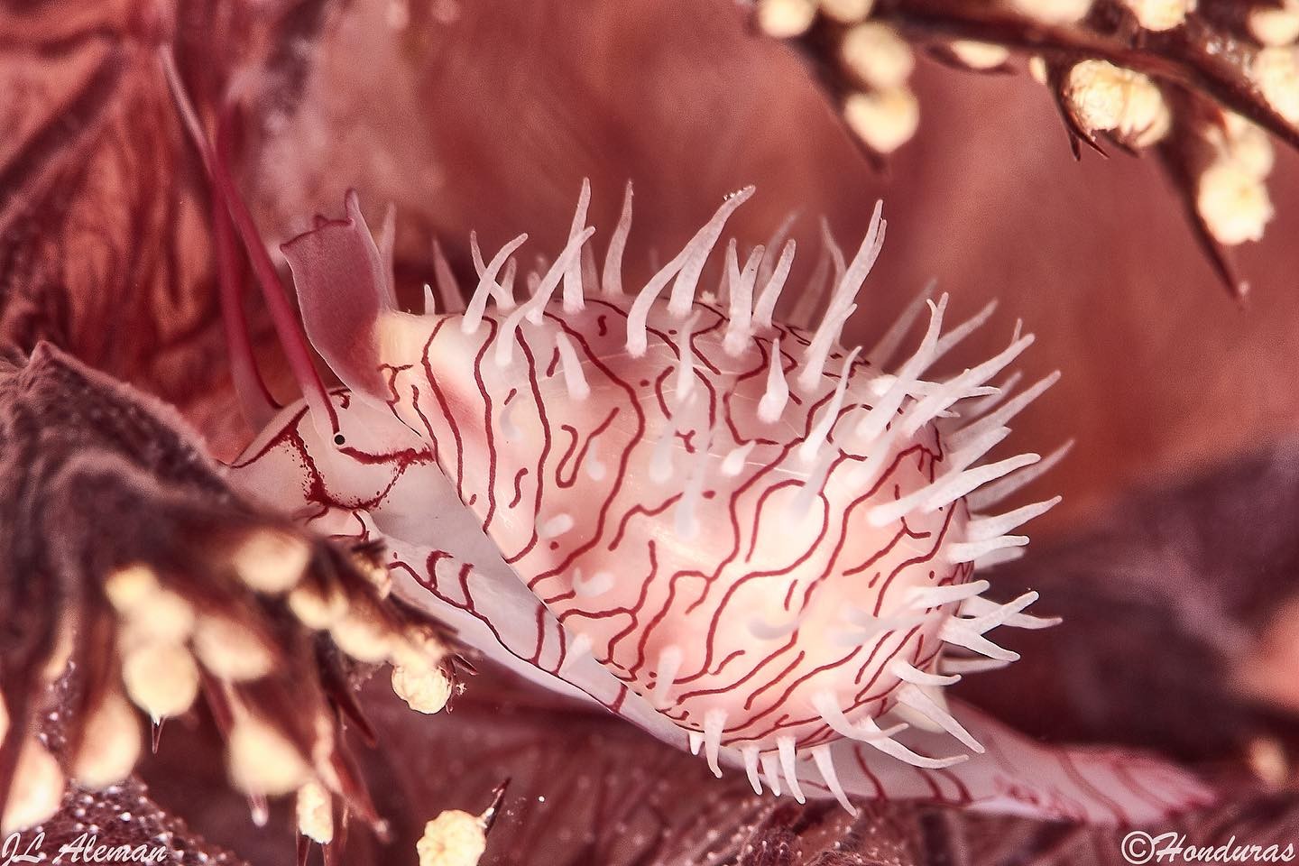 Raja Ampat-Lembeh dive cruise