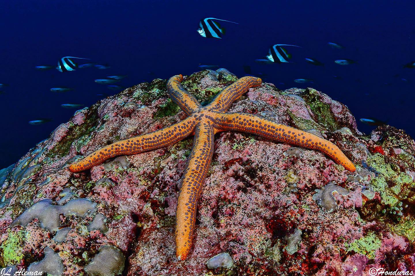 Raja Ampat-Halmahera dive 
