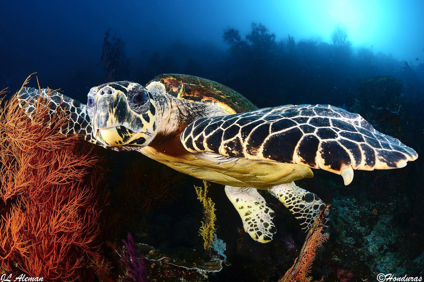 Raja Ampat-Lembeh dive cruise