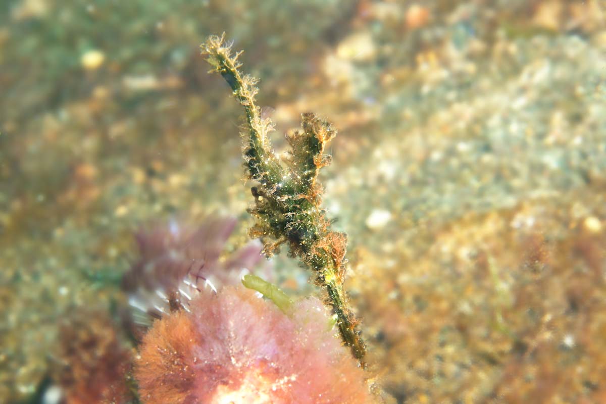 Solenostomus paegnius seen on the Ring of Fire cruise