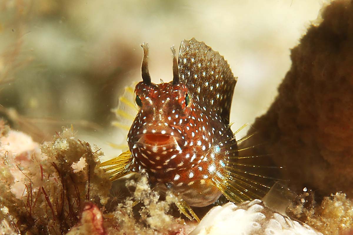 Blenniidae seen on the Ring of Fire cruise