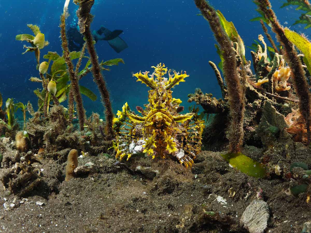 Rhinopias Frondosa seen on the Ring of Fire cruise