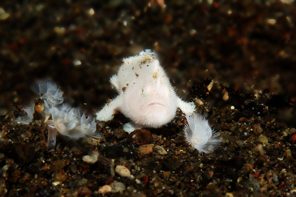 Ring of Fire dive cruise: tiny white hairy frogfish
Tiny white hairy frogfish seen on the Ring of Fire cruise