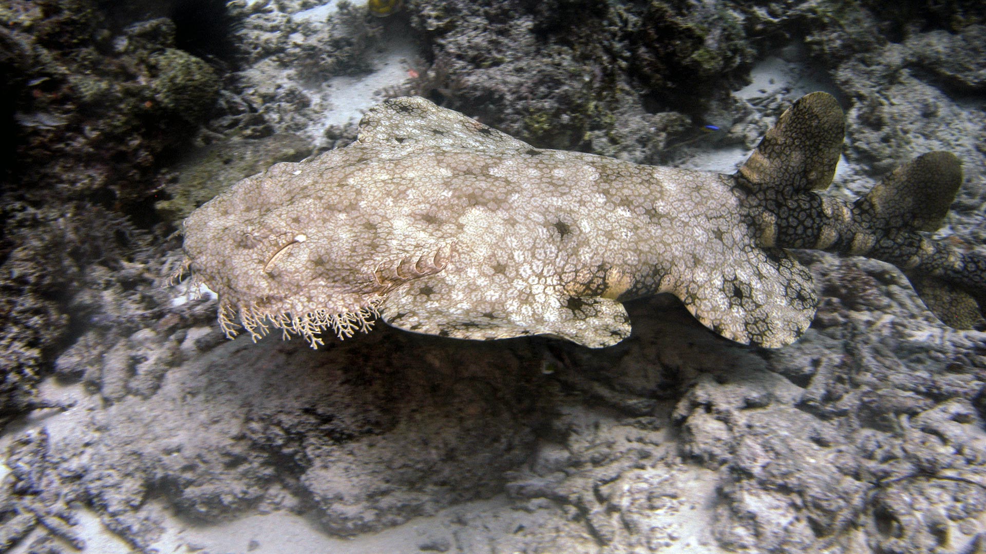 Wobbegong shark, diving at Sali Bay Resort in Halmahera
