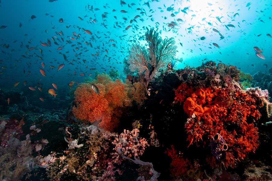 Reef scape at Sali Bay Resort in Halmahera
