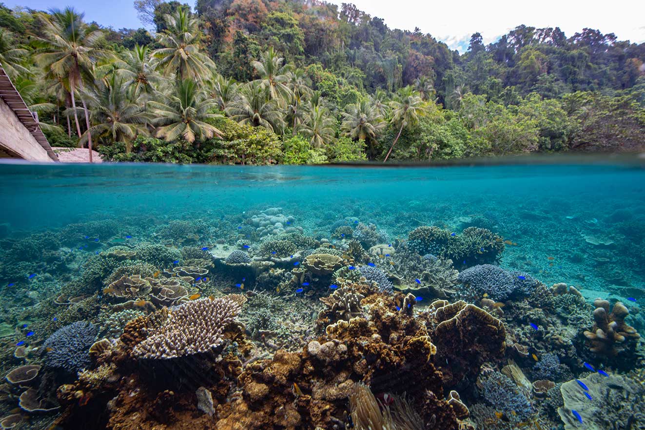 House reef at Sali Bay Resort in Halmahera
