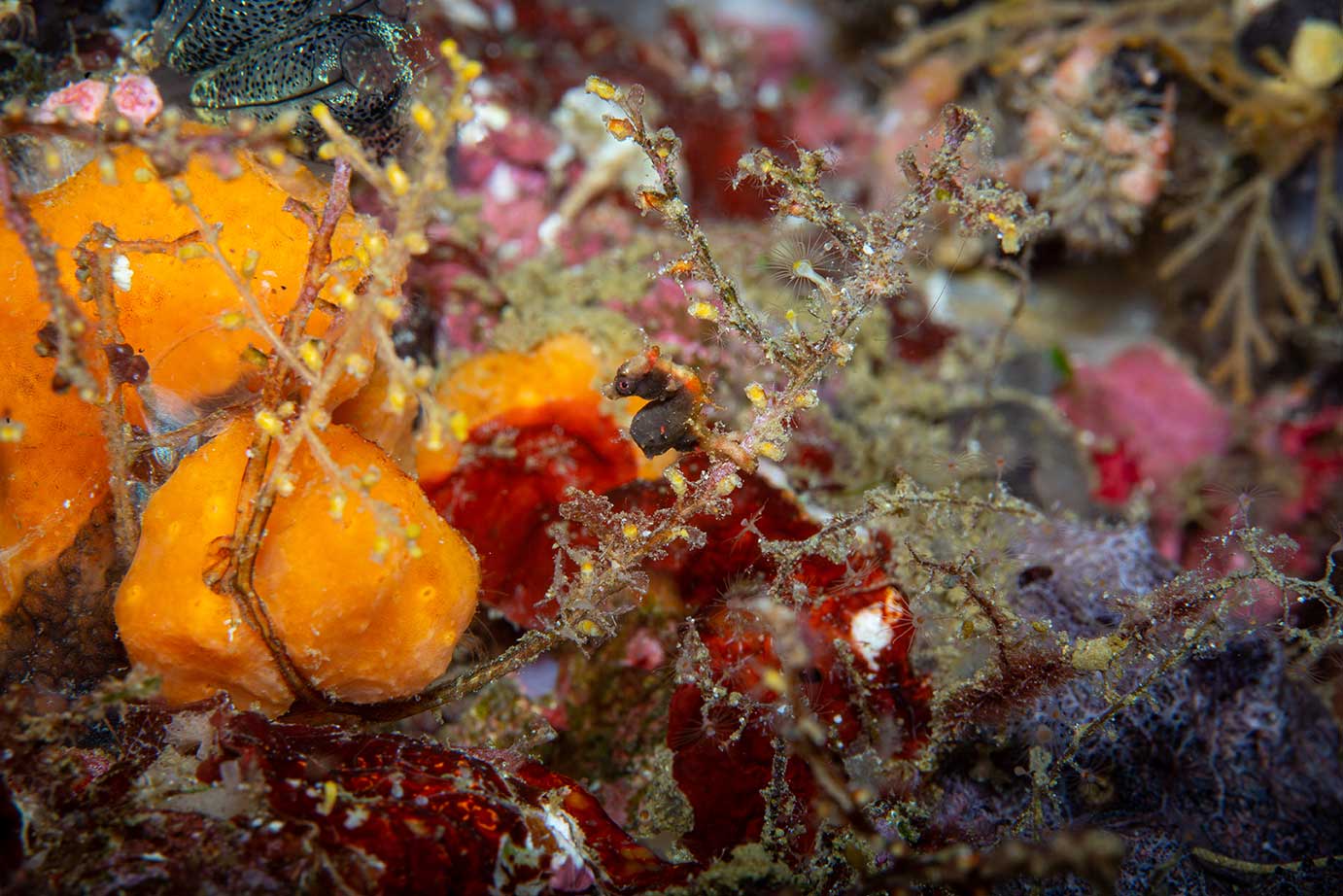 Pygmy seahorse, diving at Sali Bay Resort in Halmahera
