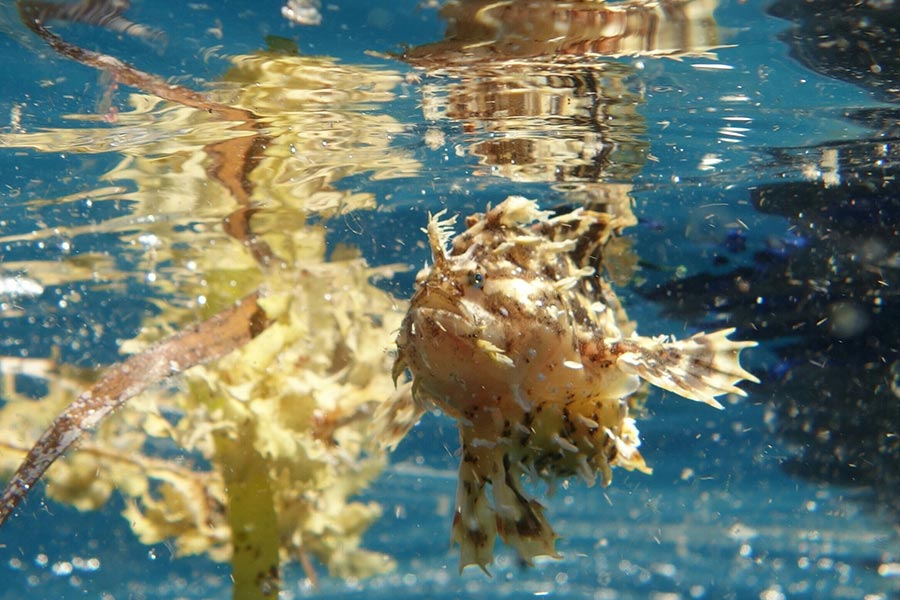 Frogfish, diving at Sali Bay Resort in Halmahera
