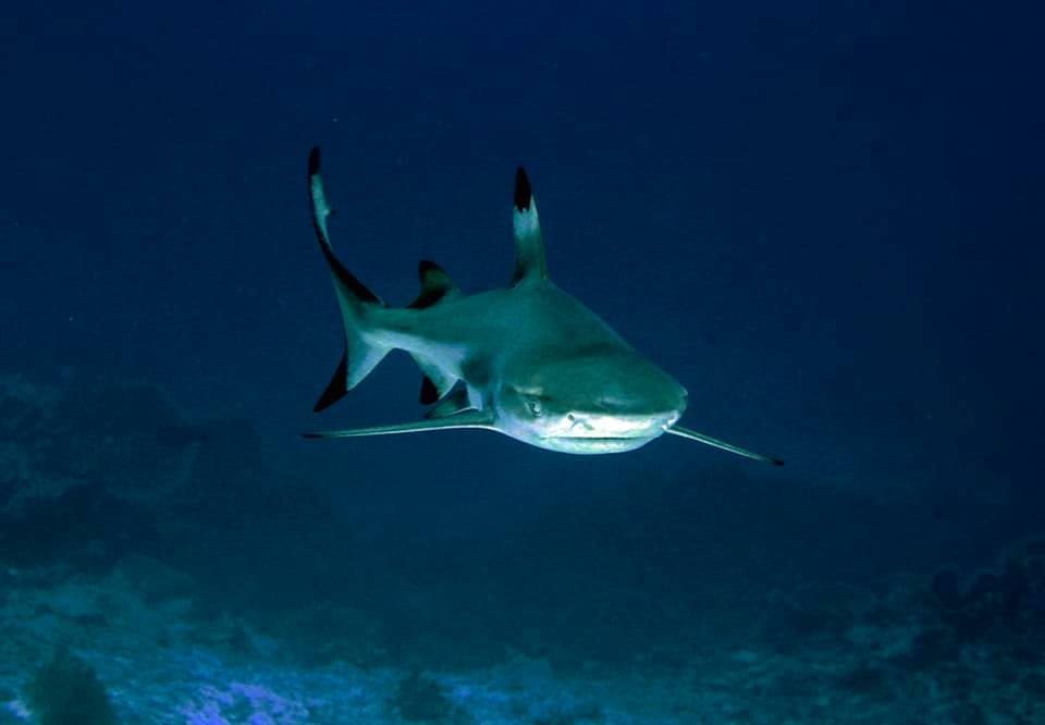 Reef shark, diving at Sali Bay Resort in Halmahera
