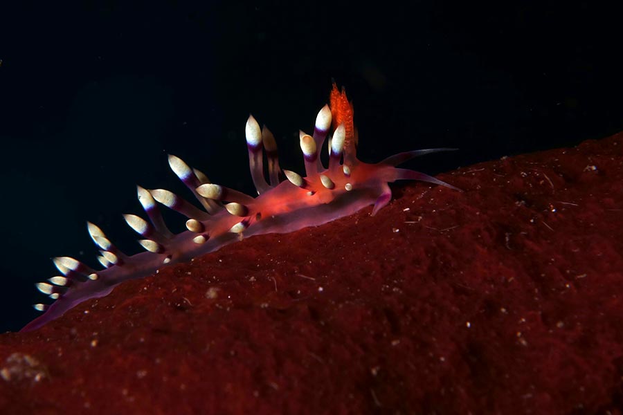 Flabellina, diving at Sali Bay Resort in Halmahera
