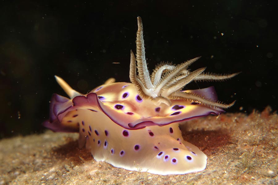 Hypselodoris tryoni, diving at Sali Bay Resort in Halmahera
