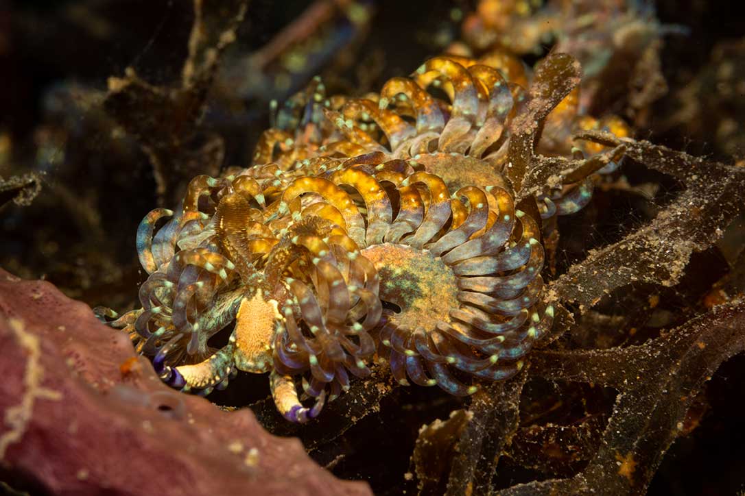 Sea slug, diving at Sali Bay Resort in Halmahera
