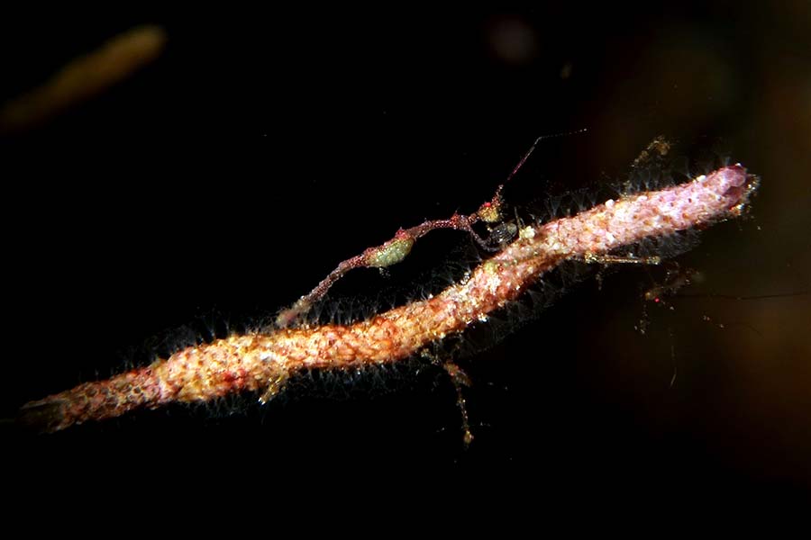 Scheletron shrimp, diving at Sali Bay Resort in Halmahera
