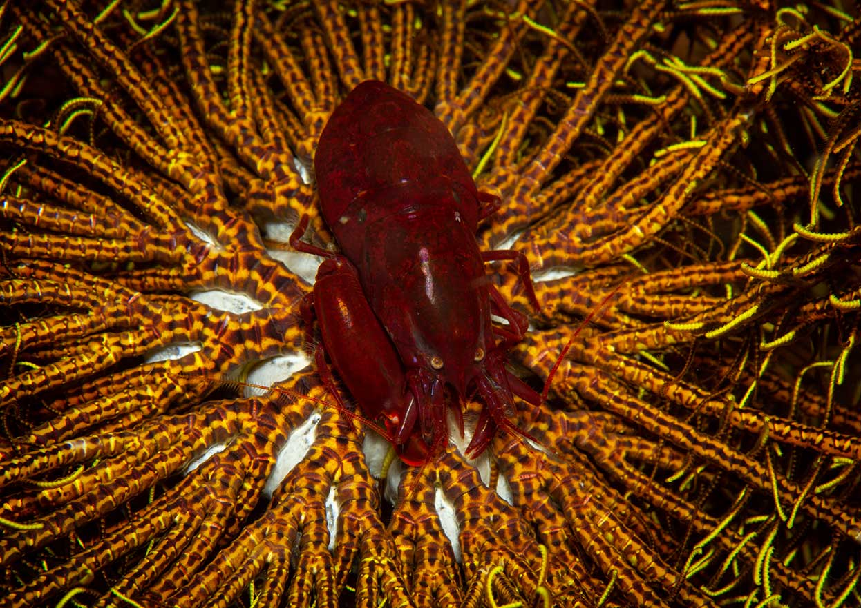 Couple of rare shrimps, diving at Sali Bay Resort in Halmahera
