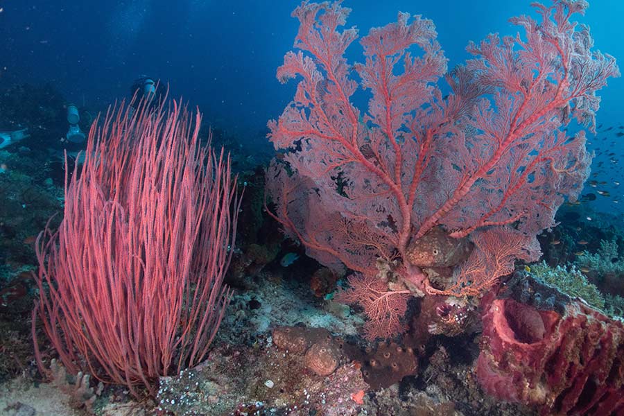 Divers in the reef, diving at Sali Bay Resort in Halmahera
