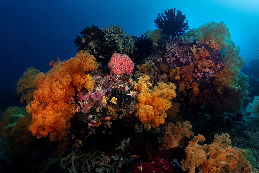 Reef scape at Sali Bay Resort in Halmahera
