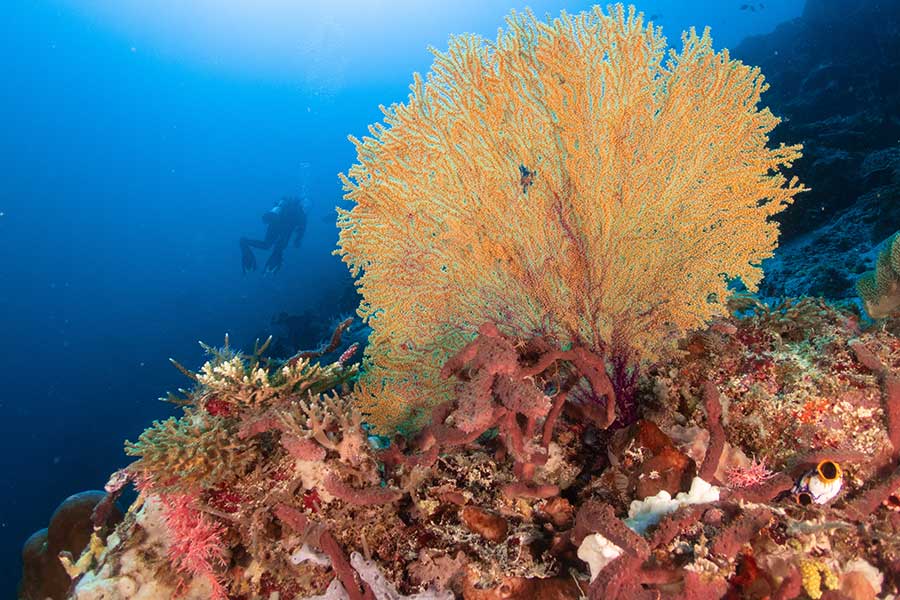 Diver in the reef, diving at Sali Bay Resort in Halmahera
