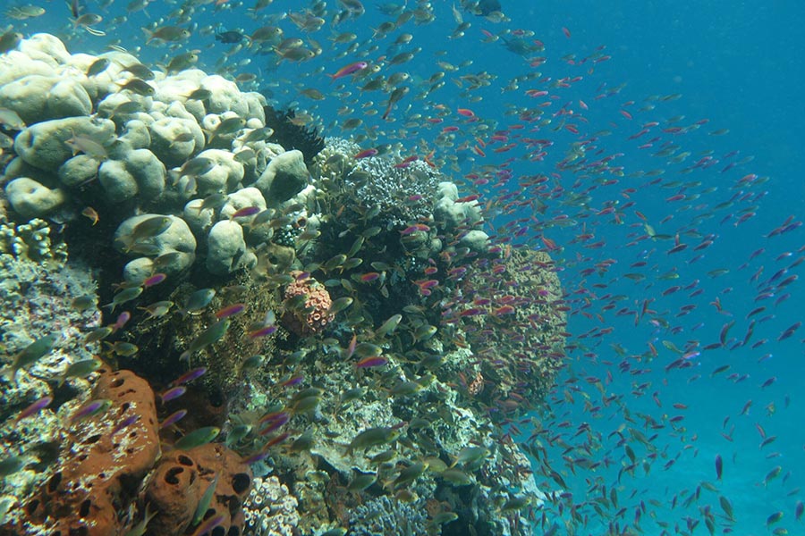 House reef at Sali Bay Resort in Halmahera
