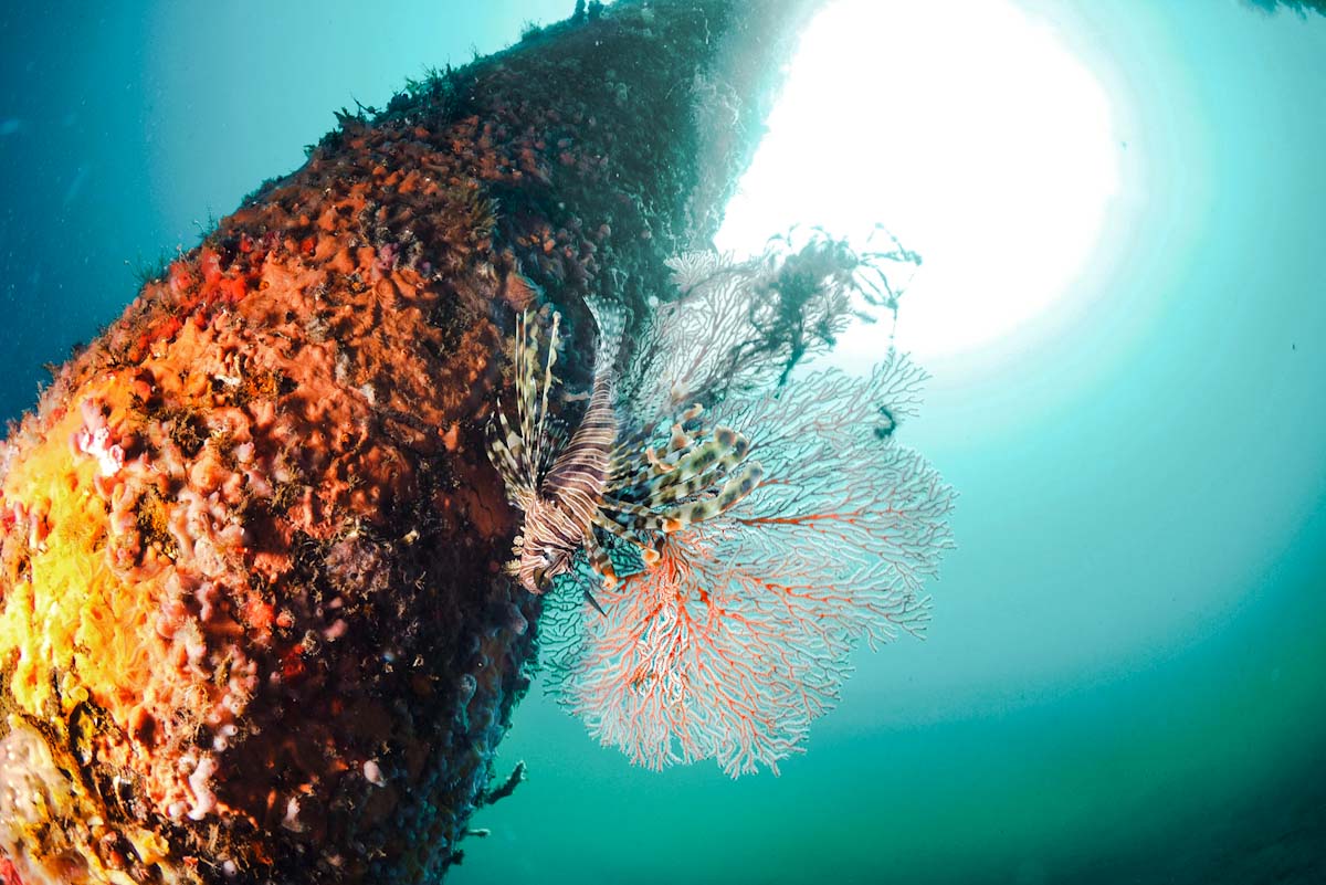 Dive cruises in Indonesia with Samambaia
