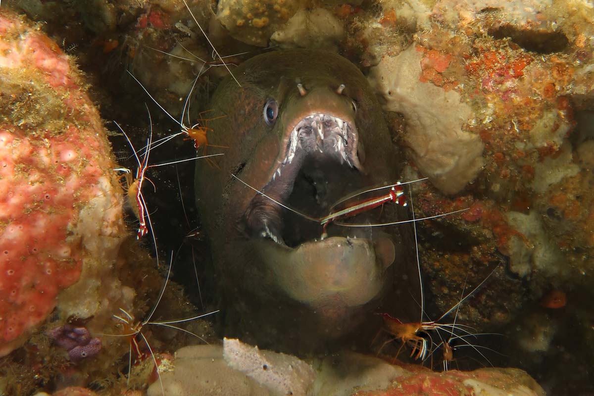Dive cruises in Indonesia with Samambaia

