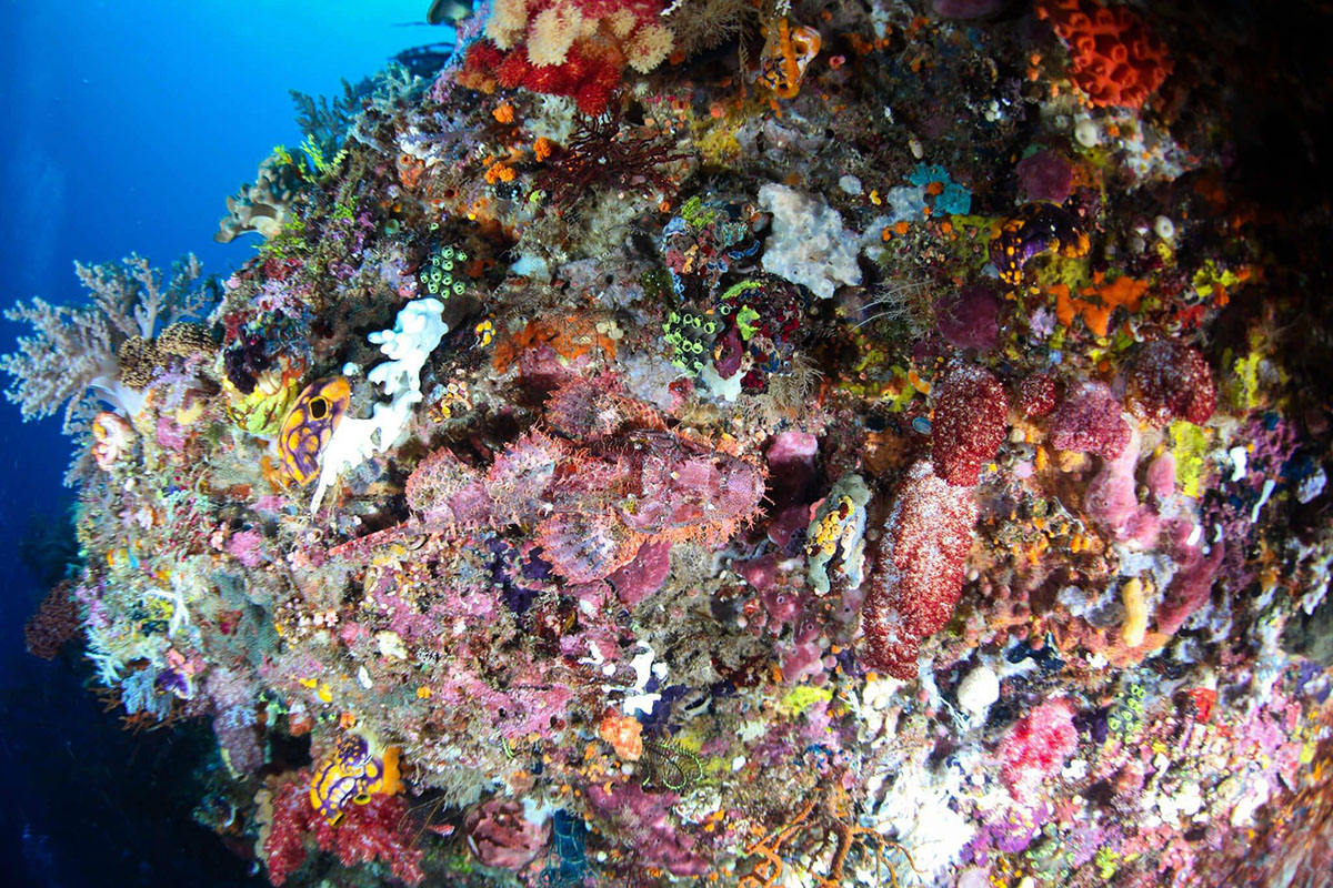 Reef scape at Savu South Alor Resort
